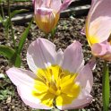 Tulipa bakeri 'Lilac Wonder' fleur